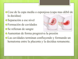 Cese de la capa media o esponjosa (capa mas débil de
la decidua)
Separación a ese nivel
Formación de cavidades
Se rellenan de sangre
Aumentan de forma progresiva la presión
Las cavidades terminan confluyendo y formando un
hematoma entre la placenta y la decidua remanente.
 