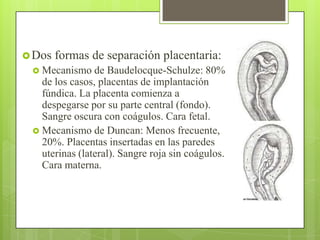 Dos formas de separación placentaria:
 Mecanismo de Baudelocque-Schulze: 80%
de los casos, placentas de implantación
fúndica. La placenta comienza a
despegarse por su parte central (fondo).
Sangre oscura con coágulos. Cara fetal.
 Mecanismo de Duncan: Menos frecuente,
20%. Placentas insertadas en las paredes
uterinas (lateral). Sangre roja sin coágulos.
Cara materna.
 