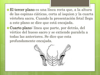  El tercer plano es una línea recta que, a la altura
de las espinas ciáticas, corta al isquion y la cuarta
vértebra sacra. Cuando la presentación fetal llega
a este plano se dice que está encajada.
 Cuarto plano: línea que parte, por detrás, del
vértice del hueso sacro y se extiende paralela a
todas las anteriores. Se dice que esta
profundamente encajada.
 