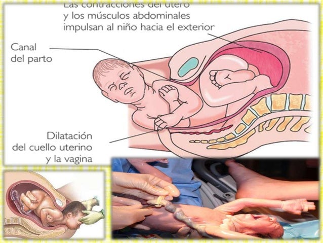Las semillas del perejil para adelgazar