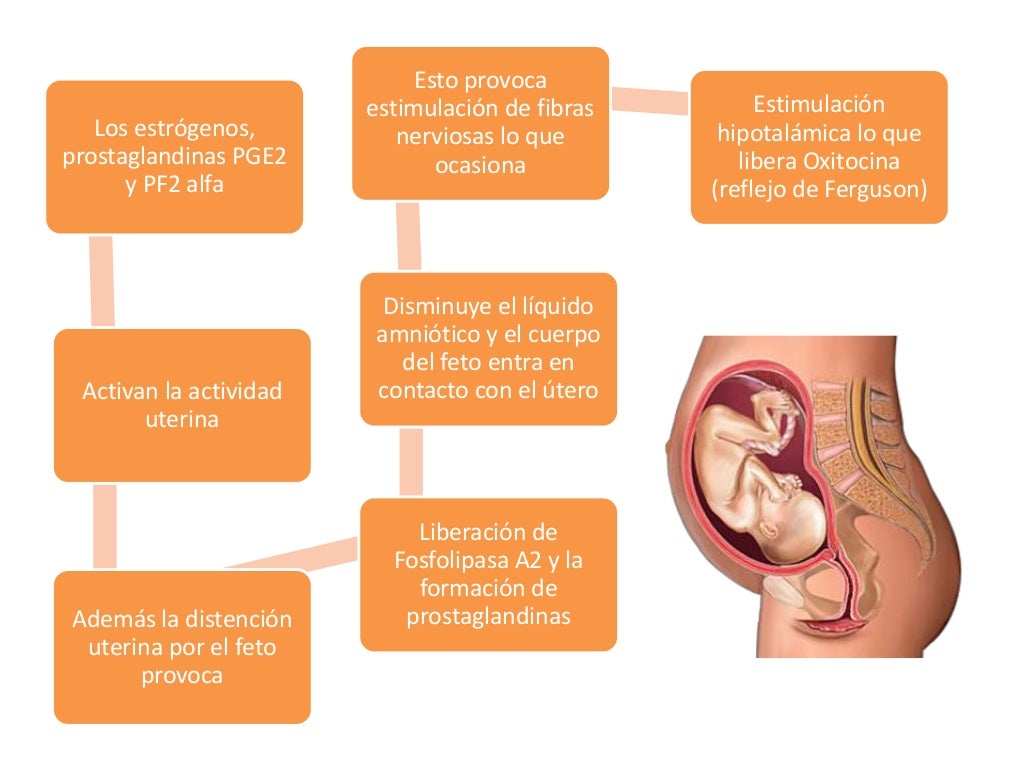 Trabajo De Parto Normal (De Acuerdo A Las Guías De Práctica Clínica d…