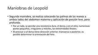 Maniobras de Leopold
• Segunda maniobra, se realiza colocando las palmas de las manos a
ambos lados del abdomen materno y aplicación de presión leve, pero
profunda.
• Por un lado, se percibe una resistencia dura, el dorso, y en el otro, numerosas
partes pequeñas, irregulares y móviles, las extremidades fetales.
• Al precisar si el dorso tiene dirección anterior, transversa o posterior, es
posible determinar la orientación del feto.
 