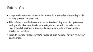 Extensión
• Luego de la rotación interna, la cabeza fetal muy flexionada llega a la
vulva y presenta extensión.
• Si la cabeza muy flexionada no se extiende al llegar al piso pélvico y,
en lugar de ello, desciende aún más, ésta chocará contra la parte
posterior del perineo y finalmente será empujada a través de los
tejidos perineales.
• Cuando la cabeza hace presión sobre el piso pélvico, entran en acción
dos fuerzas.
 