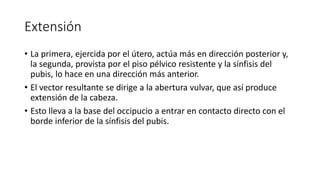Extensión
• La primera, ejercida por el útero, actúa más en dirección posterior y,
la segunda, provista por el piso pélvico resistente y la sínfisis del
pubis, lo hace en una dirección más anterior.
• El vector resultante se dirige a la abertura vulvar, que así produce
extensión de la cabeza.
• Esto lleva a la base del occipucio a entrar en contacto directo con el
borde inferior de la sínfisis del pubis.
 