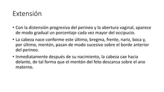Extensión
• Con la distensión progresiva del perineo y la abertura vaginal, aparece
de modo gradual un porcentaje cada vez mayor del occipucio.
• La cabeza nace conforme este último, bregma, frente, nariz, boca y,
por último, mentón, pasan de modo sucesivo sobre el borde anterior
del perineo.
• Inmediatamente después de su nacimiento, la cabeza cae hacia
delante, de tal forma que el mentón del feto descansa sobre el ano
materno.
 