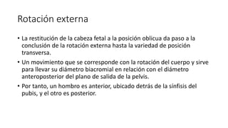Rotación externa
• La restitución de la cabeza fetal a la posición oblicua da paso a la
conclusión de la rotación externa hasta la variedad de posición
transversa.
• Un movimiento que se corresponde con la rotación del cuerpo y sirve
para llevar su diámetro biacromial en relación con el diámetro
anteroposterior del plano de salida de la pelvis.
• Por tanto, un hombro es anterior, ubicado detrás de la sínfisis del
pubis, y el otro es posterior.
 