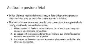Actitud o postura fetal
• En los últimos meses del embarazo, el feto adopta una postura
característica que se describe como actitud o hábito.
• El feto conforma una masa ovoide que corresponde en general a la
configuración de la cavidad uterina.
1. El feto se dobla o flexiona sobre sí mismo, de tal modo que la espalda
adquiere una marcada convexidad.
2. La cabeza se flexiona acusadamente, de manera que el mentón casi se
encuentra en contacto con el pecho.
3. Los muslos se flexionan sobre el abdomen, y las piernas se doblan a la
altura de las rodillas.
 