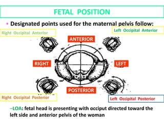• Designated points used for the maternal pelvis follow:
FETAL POSITION
Right Occipital Posterior Left Occipital Posterior
Right Occipital Anterior
Left Occipital Anterior
–LOA: fetal head is presenting with occiput directed toward the
left side and anterior pelvis of the woman
RIGHT LEFT
ANTERIOR
POSTERIOR
 