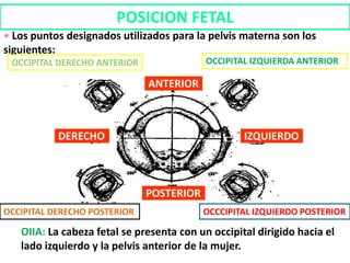 • Los puntos designados utilizados para la pelvis materna son los
siguientes:
POSICION FETAL
OCCIPITAL DERECHO POSTERIOR OCCCIPITAL IZQUIERDO POSTERIOR
OCCIPITAL DERECHO ANTERIOR OCCIPITAL IZQUIERDA ANTERIOR
OIIA: La cabeza fetal se presenta con un occipital dirigido hacia el
lado izquierdo y la pelvis anterior de la mujer.
DERECHO IZQUIERDO
ANTERIOR
POSTERIOR
 