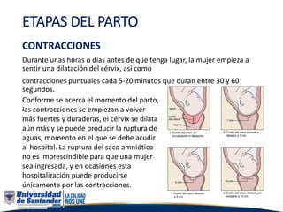 ETAPAS DEL PARTO
CONTRACCIONES
Durante unas horas o días antes de que tenga lugar, la mujer empieza a
sentir una dilatación del cérvix, así como
contracciones puntuales cada 5-20 minutos que duran entre 30 y 60
segundos.
Conforme se acerca el momento del parto,
las contracciones se empiezan a volver
más fuertes y duraderas, el cérvix se dilata
aún más y se puede producir la ruptura de
aguas, momento en el que se debe acudir
al hospital. La ruptura del saco amniótico
no es imprescindible para que una mujer
sea ingresada, y en ocasiones esta
hospitalización puede producirse
únicamente por las contracciones.
 