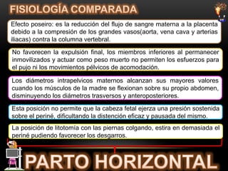 La posición de litotomía con las piernas colgando, estira en demasiada el
periné pudiendo favorecer los desgarros.
Esta posición no permite que la cabeza fetal ejerza una presión sostenida
sobre el periné, dificultando la distención eficaz y pausada del mismo.
Los diámetros intrapelvicos maternos alcanzan sus mayores valores
cuando los músculos de la madre se flexionan sobre su propio abdomen,
disminuyendo los diámetros trasversos y anteroposteriores.
No favorecen la expulsión final, los miembros inferiores al permanecer
inmovilizados y actuar como peso muerto no permiten los esfuerzos para
el pujo ni los movimientos pélvicos de acomodación.
Efecto poseiro: es la reducción del flujo de sangre materna a la placenta
debido a la compresión de los grandes vasos(aorta, vena cava y arterias
iliacas) contra la columna vertebral.
 