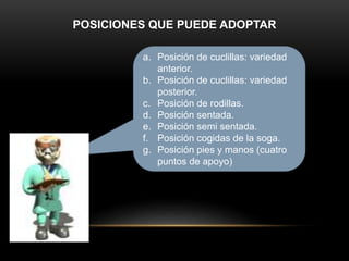 POSICIONES QUE PUEDE ADOPTAR
a. Posición de cuclillas: variedad
anterior.
b. Posición de cuclillas: variedad
posterior.
c. Posición de rodillas.
d. Posición sentada.
e. Posición semi sentada.
f. Posición cogidas de la soga.
g. Posición pies y manos (cuatro
puntos de apoyo)
 