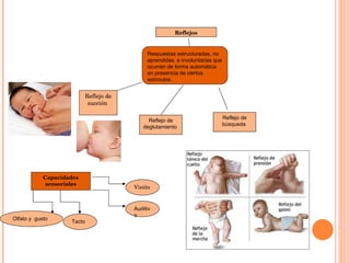 Respuestas estructuradas, no aprendidas, e involuntarias que ocurren de forma automática en presencia de ciertos estímulos.  Reflejo de succión  Reflejo de deglutamiento  Reflejo de búsqueda  Capacidades sensoriales Visi ó n  Tacto  Auditivo  Olfato y  gusto Reflejos 
