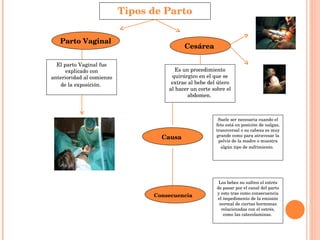 Tipos de Parto Parto Vaginal Cesárea  El parto Vaginal fue explicado con anterioridad al comienzo de la exposición.   Es un procedimiento quirúrgico en el que se extrae al bebe del útero al hacer un corte sobre el abdomen.  Causa   Suele ser necesaria cuando el feto está en posición de nalgas, transversal o su cabeza es muy grande como para atravesar la pelvis de la madre o muestra algún tipo de sufrimiento.   Consecuencia   Los bebes no sufren el estrés de pasar por el canal del parto y esto trae como consecuencia el impedimento de la emisión normal de ciertas hormonas relacionadas con el estrés, como las catecolaminas.  