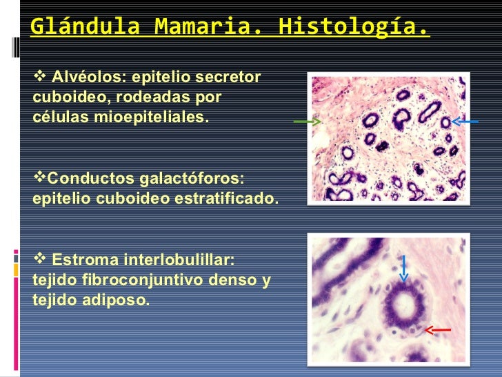 Polimastia