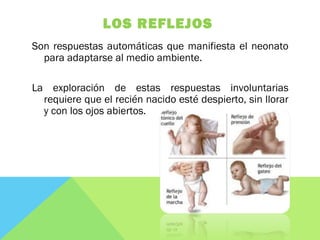 LOS REFLEJOS
Son respuestas automáticas que manifiesta el neonato
para adaptarse al medio ambiente.
La exploración de estas respuestas involuntarias
requiere que el recién nacido esté despierto, sin llorar
y con los ojos abiertos.
 