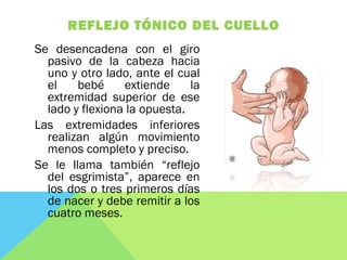 REFLEJO TÓNICO DEL CUELLO
Se desencadena con el giro
pasivo de la cabeza hacia
uno y otro lado, ante el cual
el bebé extiende la
extremidad superior de ese
lado y flexiona la opuesta.
Las extremidades inferiores
realizan algún movimiento
menos completo y preciso.
Se le llama también “reflejo
del esgrimista”, aparece en
los dos o tres primeros días
de nacer y debe remitir a los
cuatro meses.
 