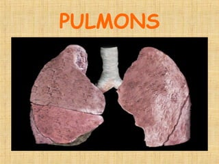 PULMONS 