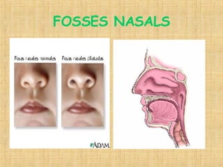 FOSSES NASALS 