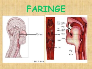 FARINGE 