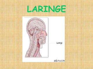 LARINGE 