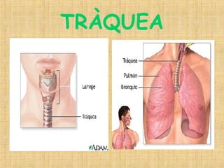TRÀQUEA 