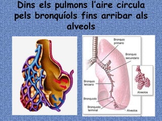 Dins els pulmons l’aire circula pels bronquíols fins arribar als alveols 