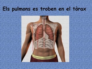 Els pulmons es troben en el tòrax 