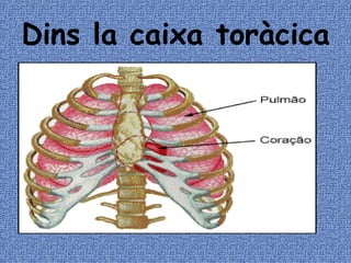Dins la caixa toràcica 