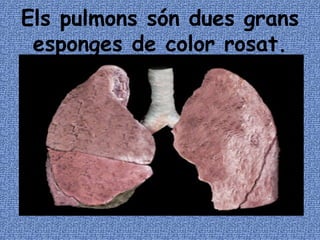 Els pulmons són dues grans esponges de color rosat. 