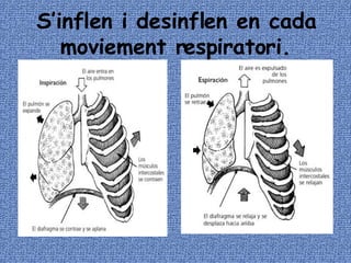 S’inflen i desinflen en cada moviement respiratori. 