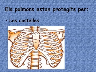Els pulmons estan protegits per: Les costelles 