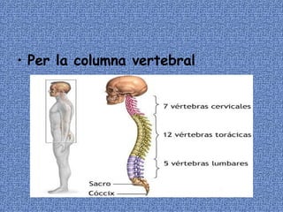 Per la columna vertebral 