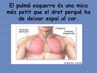 El pulmó esquerre és una mica més petit que el dret perquè ha de deixar espai al cor. 