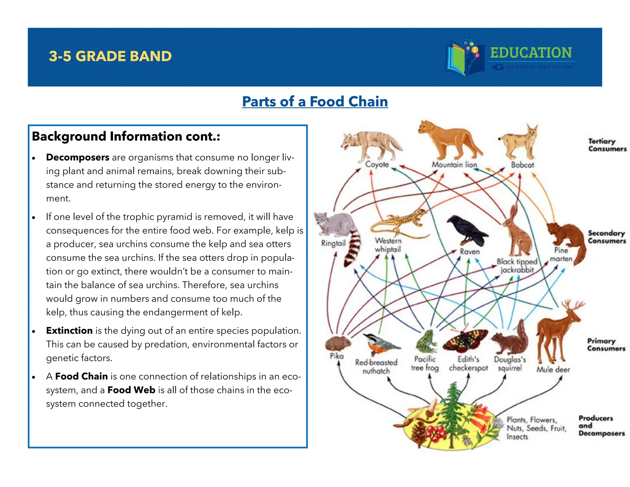 Understanding Food Chains: Ecosystem Roles and Energy Flow for
