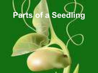 Parts of a Seedling

 