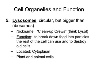 Cell Organelles and Function
5. Lysosomes: circular, but bigger than
ribosomes)
– Nickname: “Clean-up Crews” (think Lysol)
– Function: to break down food into particles
the rest of the cell can use and to destroy
old cells
– Located: Cytoplasm
– Plant and animal cells
 