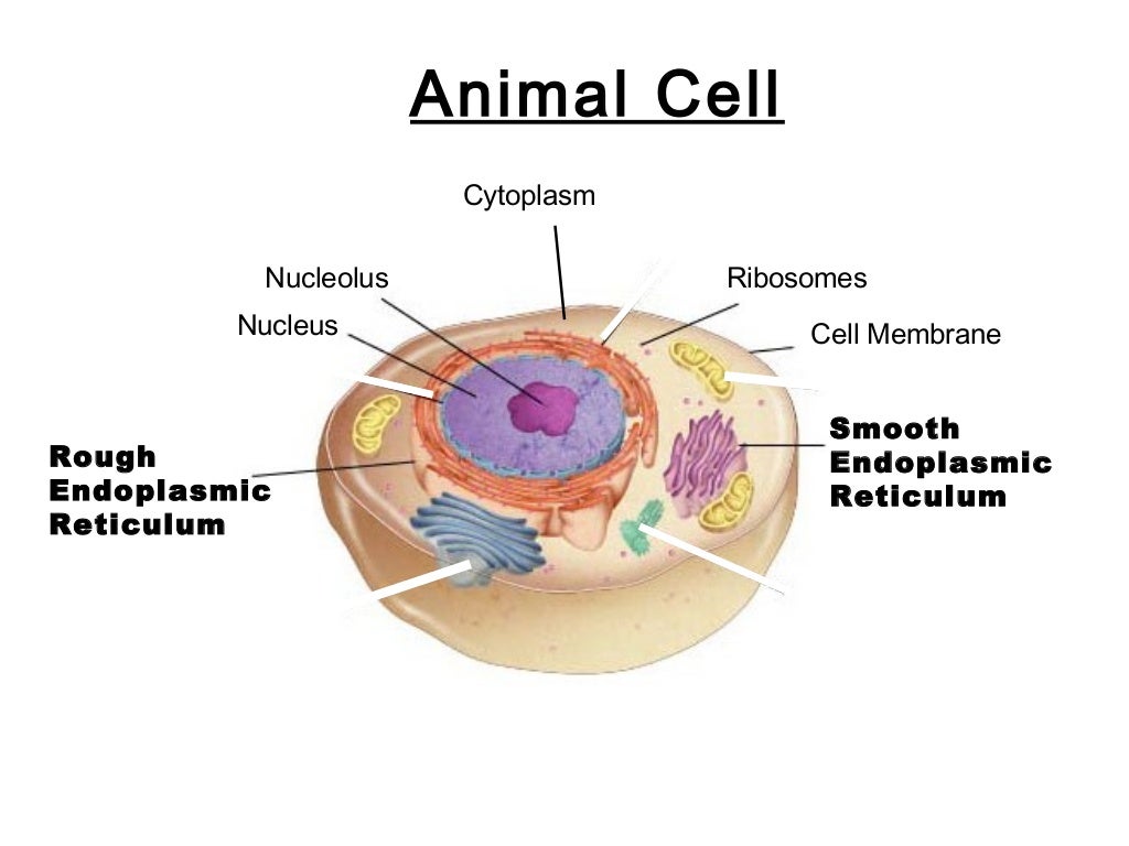 Parts of the Cell