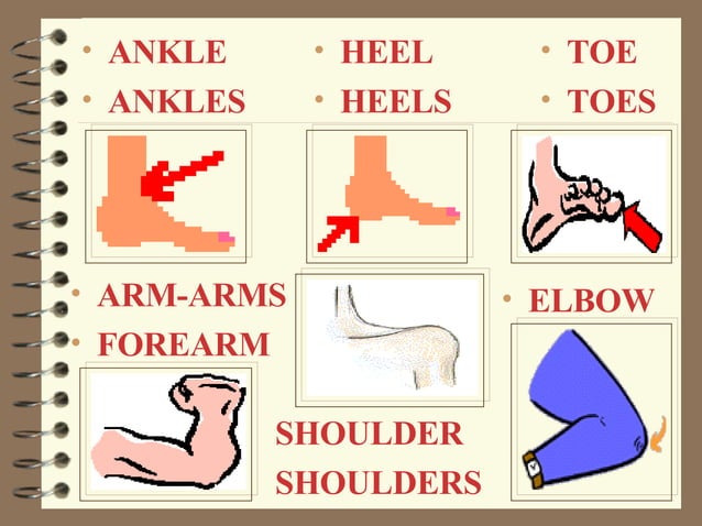 Parts of the Body