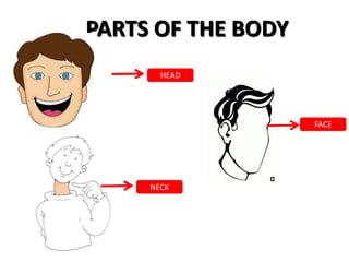 PARTS OF THE BODY
FACE
HEAD
NECK
 