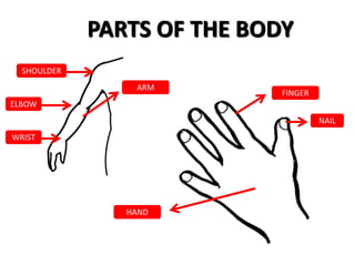 PARTS OF THE BODY
NAIL
HAND
FINGER
SHOULDER
ELBOW
WRIST
ARM
 
