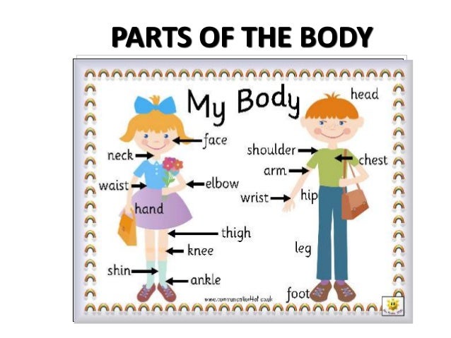 Parts of-the-body