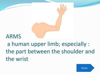 ARMS
a human upper limb; especially :
the part between the shoulder and
the wrist
home
 