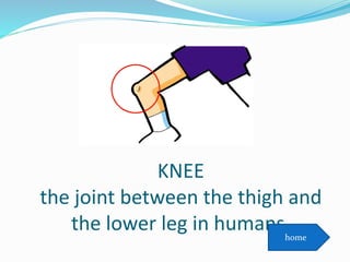 KNEE
the joint between the thigh and
the lower leg in humans.home
 