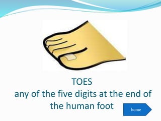 TOES
any of the five digits at the end of
the human foot home
 