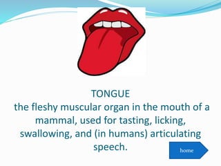 TONGUE
the fleshy muscular organ in the mouth of a
mammal, used for tasting, licking,
swallowing, and (in humans) articulating
speech. home
 