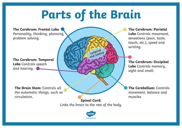 Parts of the brain display poster pdf parts-of-the-brain-display-poster-pdf