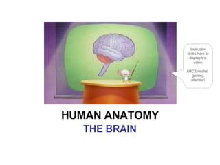 HUMAN ANATOMY THE BRAIN Instructor clicks here to display the video ARCS model:  gaining attention 