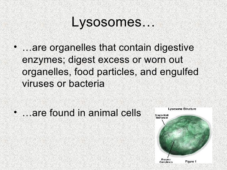 Parts to a Cell