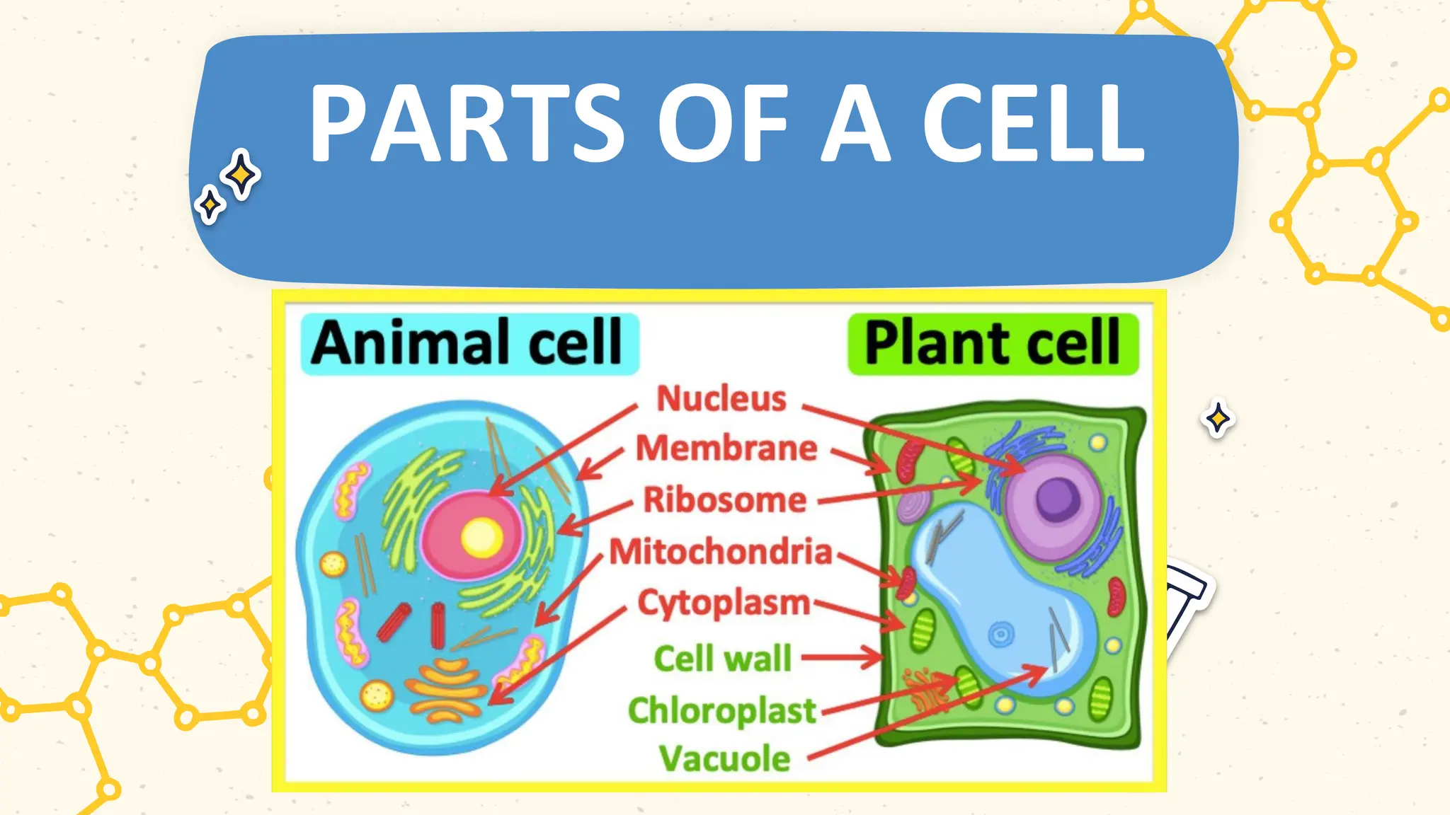 PARTS OF A CELL
 